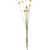 Clearance Craspedia Gedroogd Naturel Kunstplanten & Kunstbloemen
