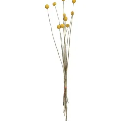 Clearance Craspedia Gedroogd Naturel Kunstplanten & Kunstbloemen